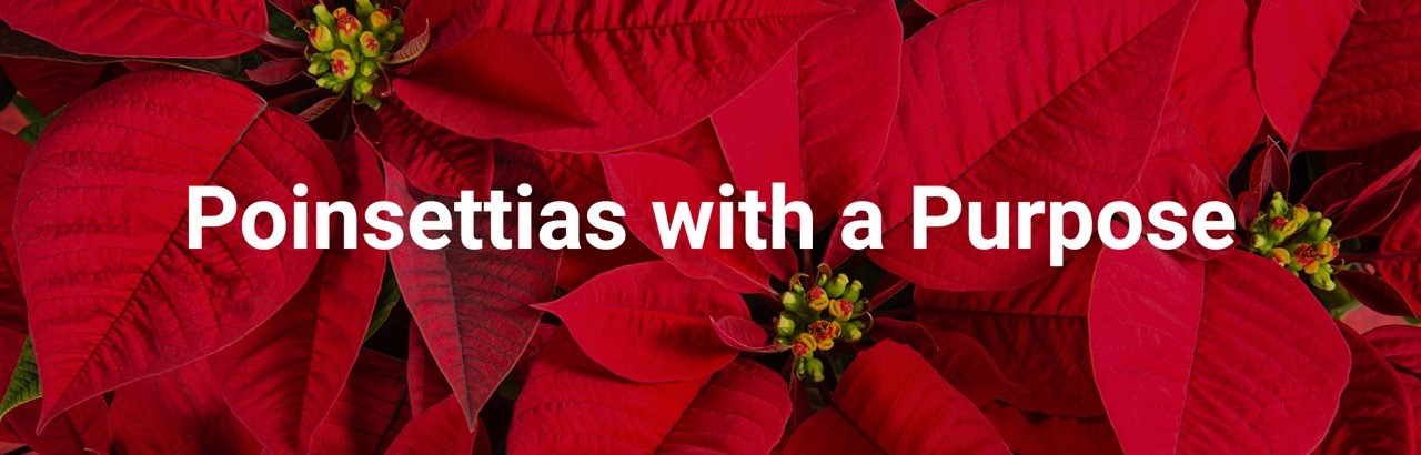 Pointsettias With A Purpose