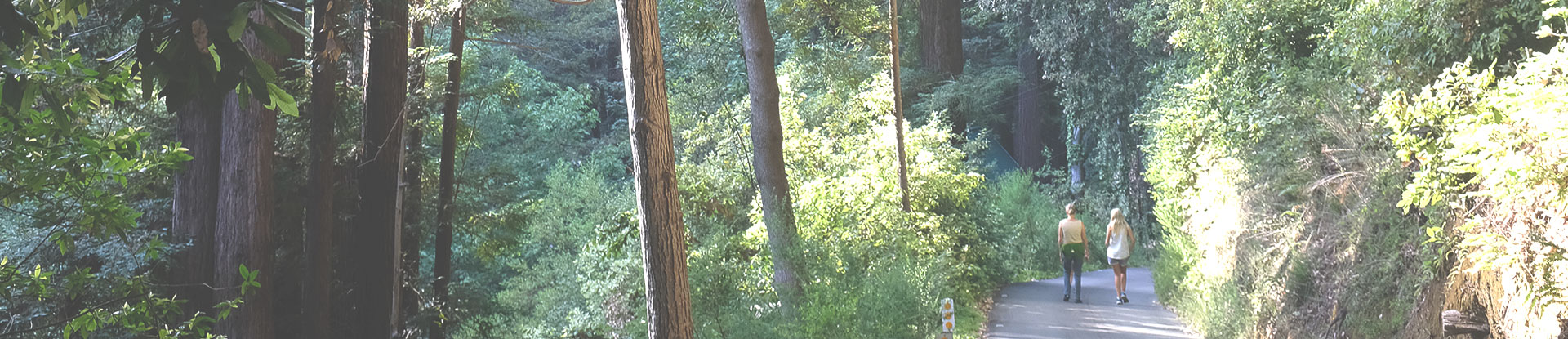 two people walking on a road in the forest
