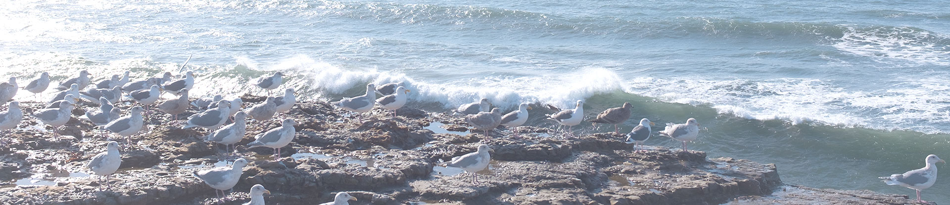beach with seagulls on a rocky shore