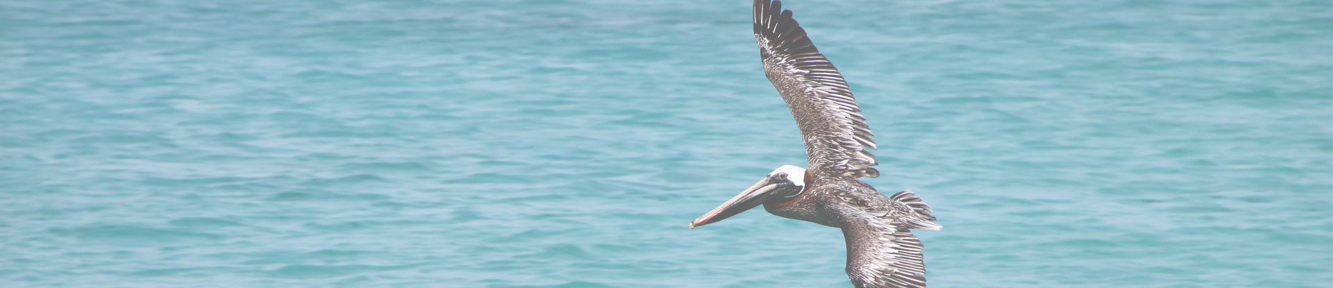 pelican flying over ocean