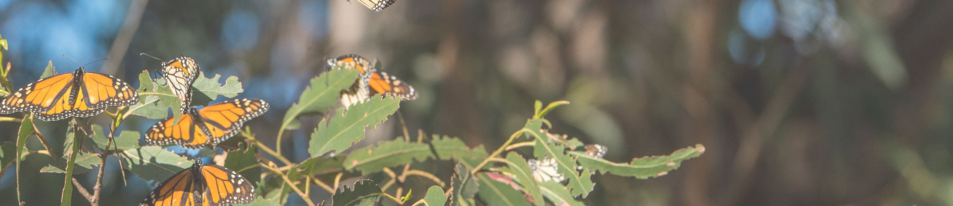 butterflies on a plant