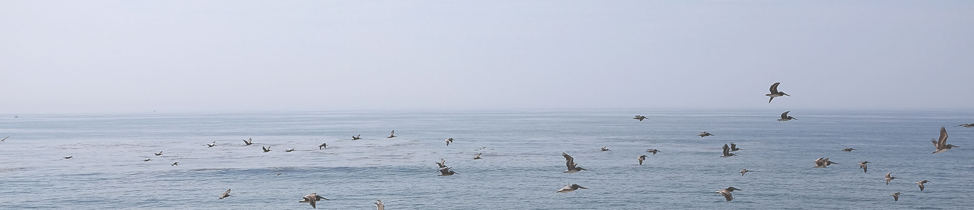 seagulls flying over ocean