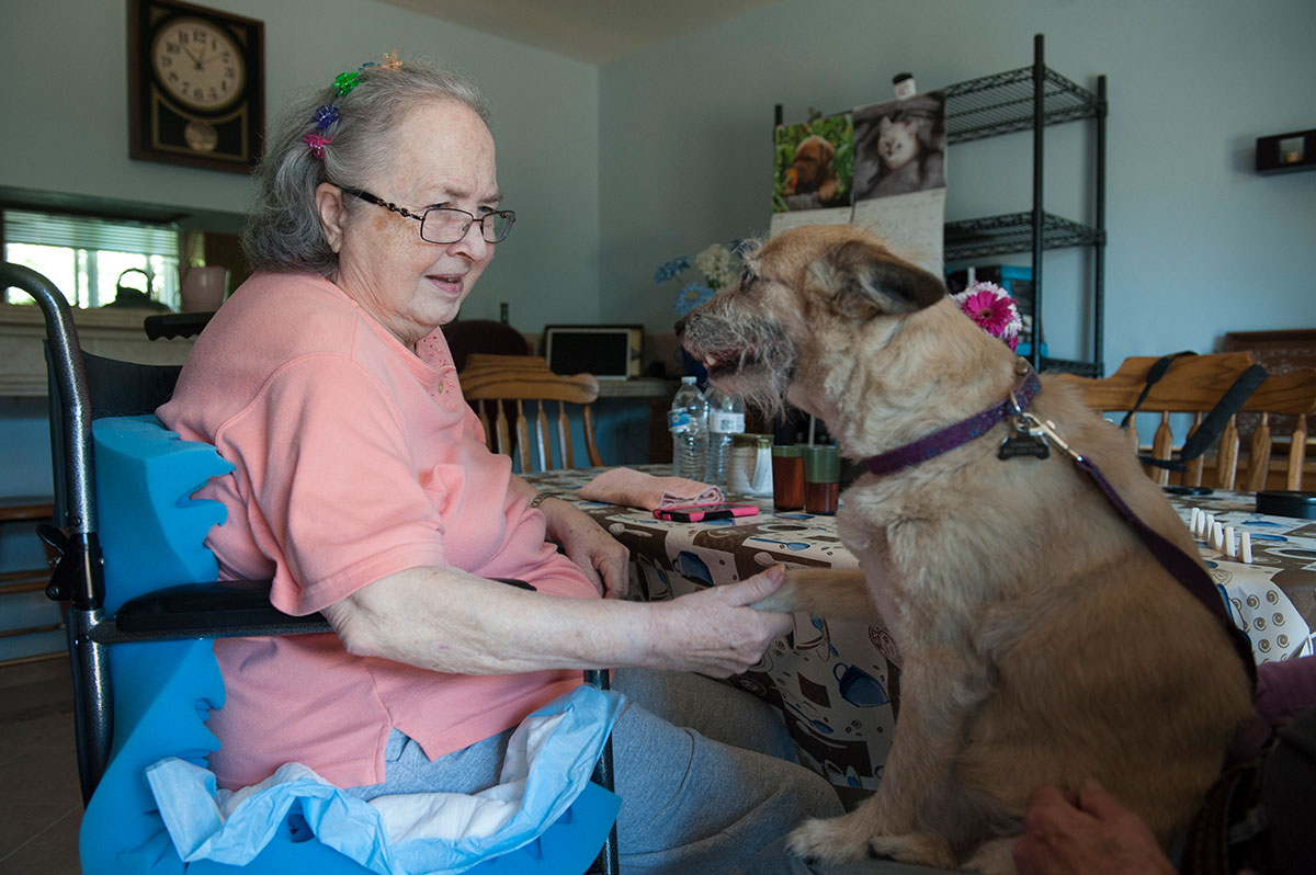 person sitting in wheelchair and holding dog's hand