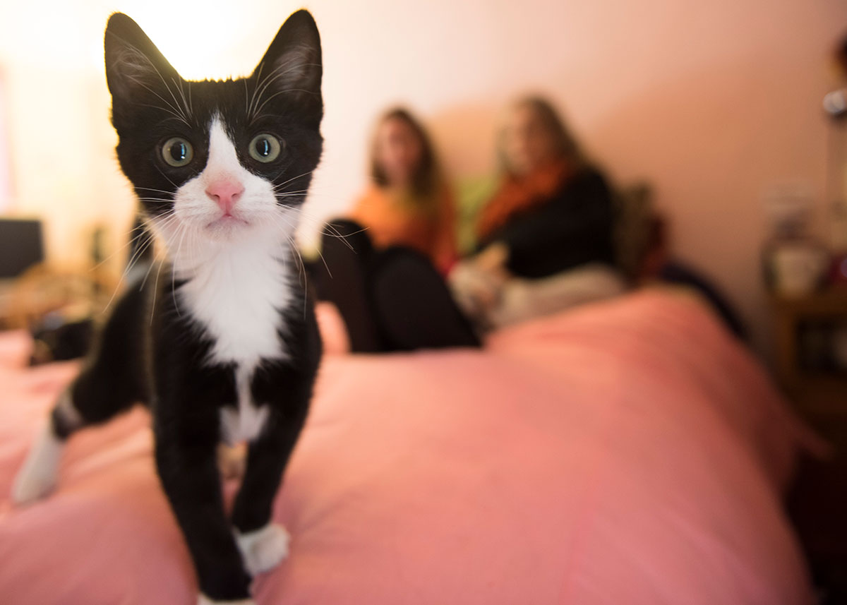 two people sitting on a bed out of focus with a cat in the foreground